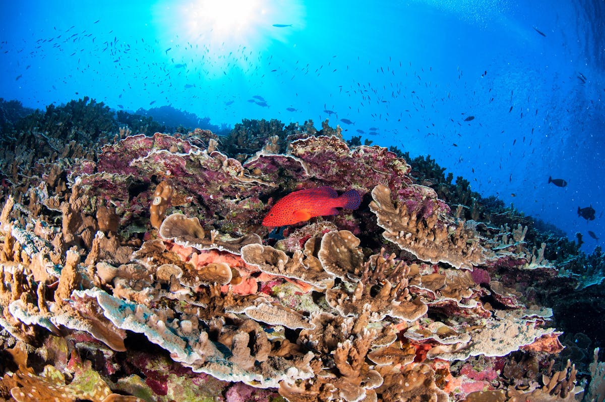 Coral Trout with Beautiful Reef