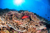 Coral Trout with Beautiful Reef