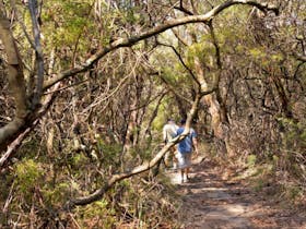 Lyrebird Dell walking track
