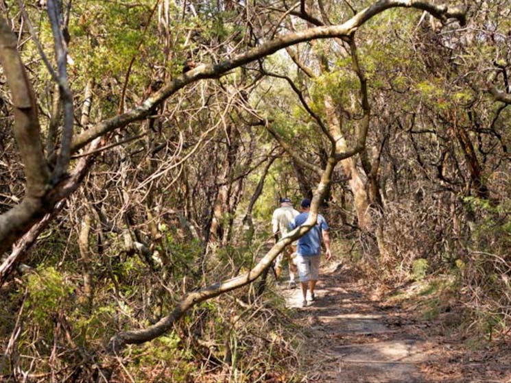 Lyrebird Dell walking track