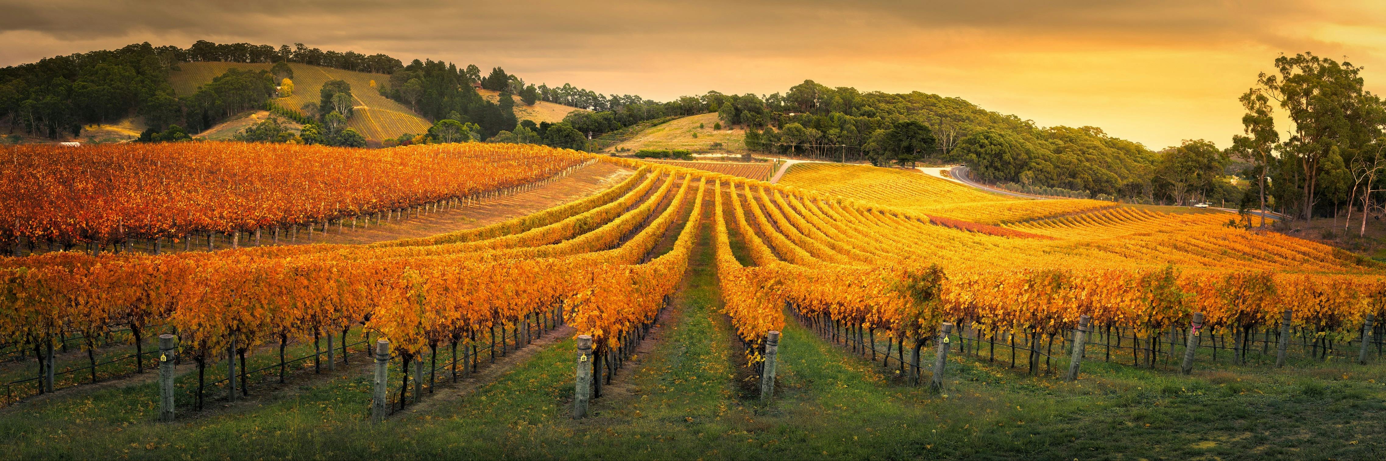 Affordable wine tour- Adelaide Hills, vineyard photo