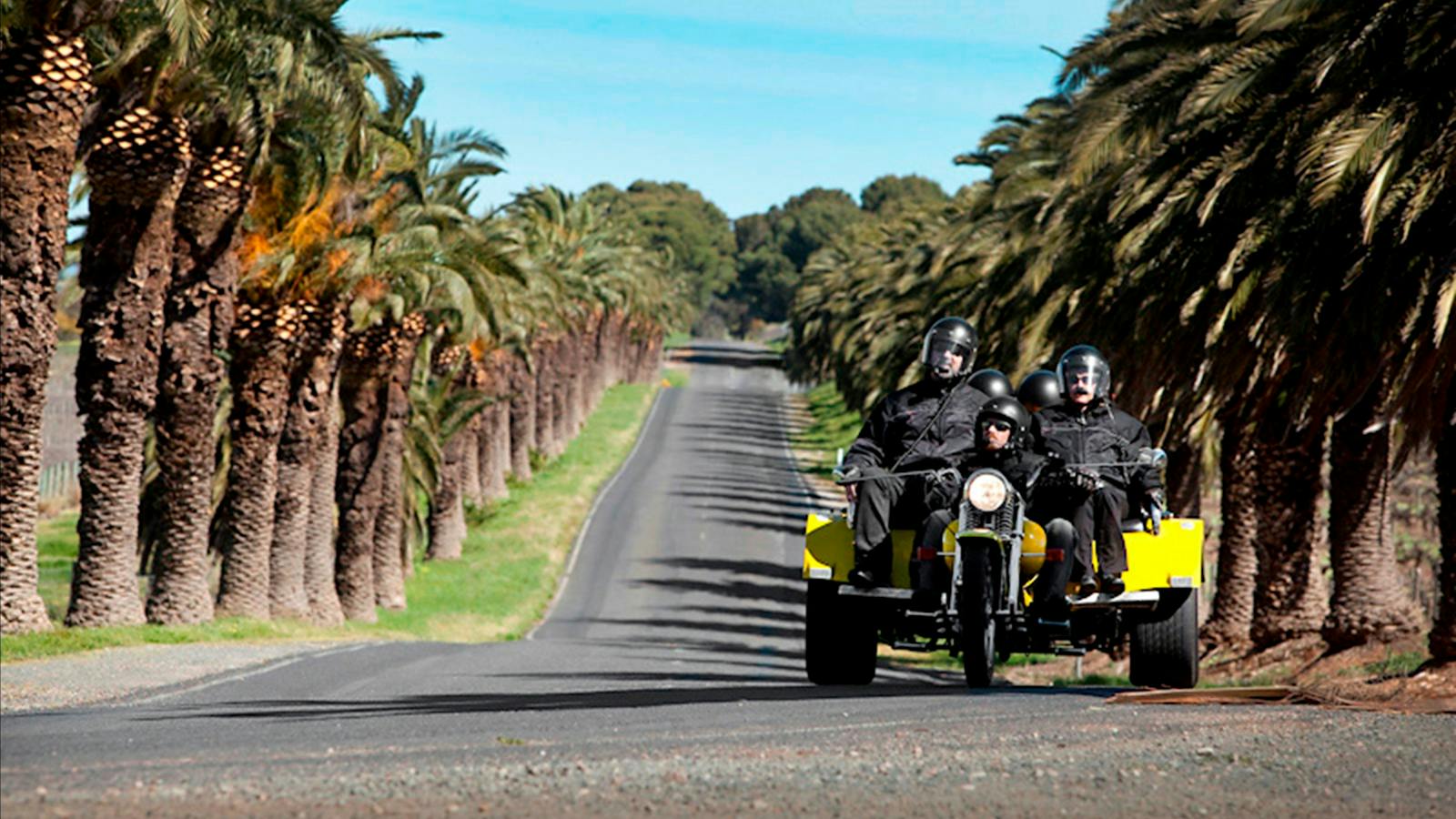 Seppeltsfield's stunning date palm avenue.