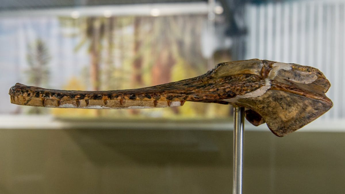 "Isisfordia Duncani" Skull Fosssil