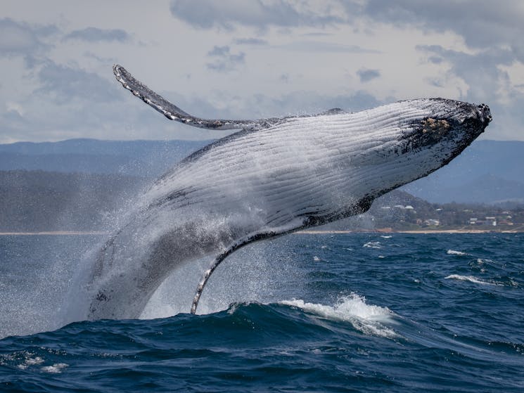 2.5hr Hour Whale Watching Cruise - Bermagui | NSW Holidays ...