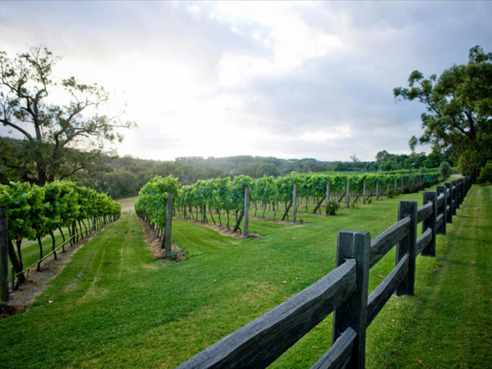 A Plunge tour has access to private properties including the Myer family vineyard, Elgee Park