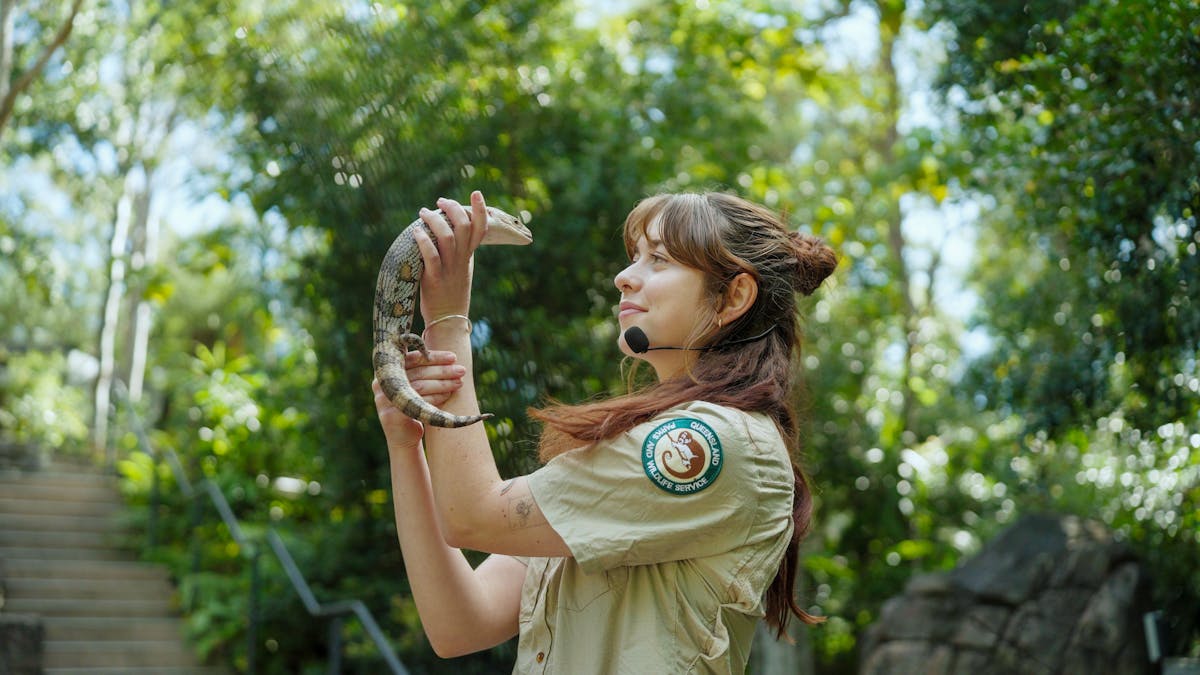A Ranger doing a wildlife talk, while holding up a blue-tongue lizard