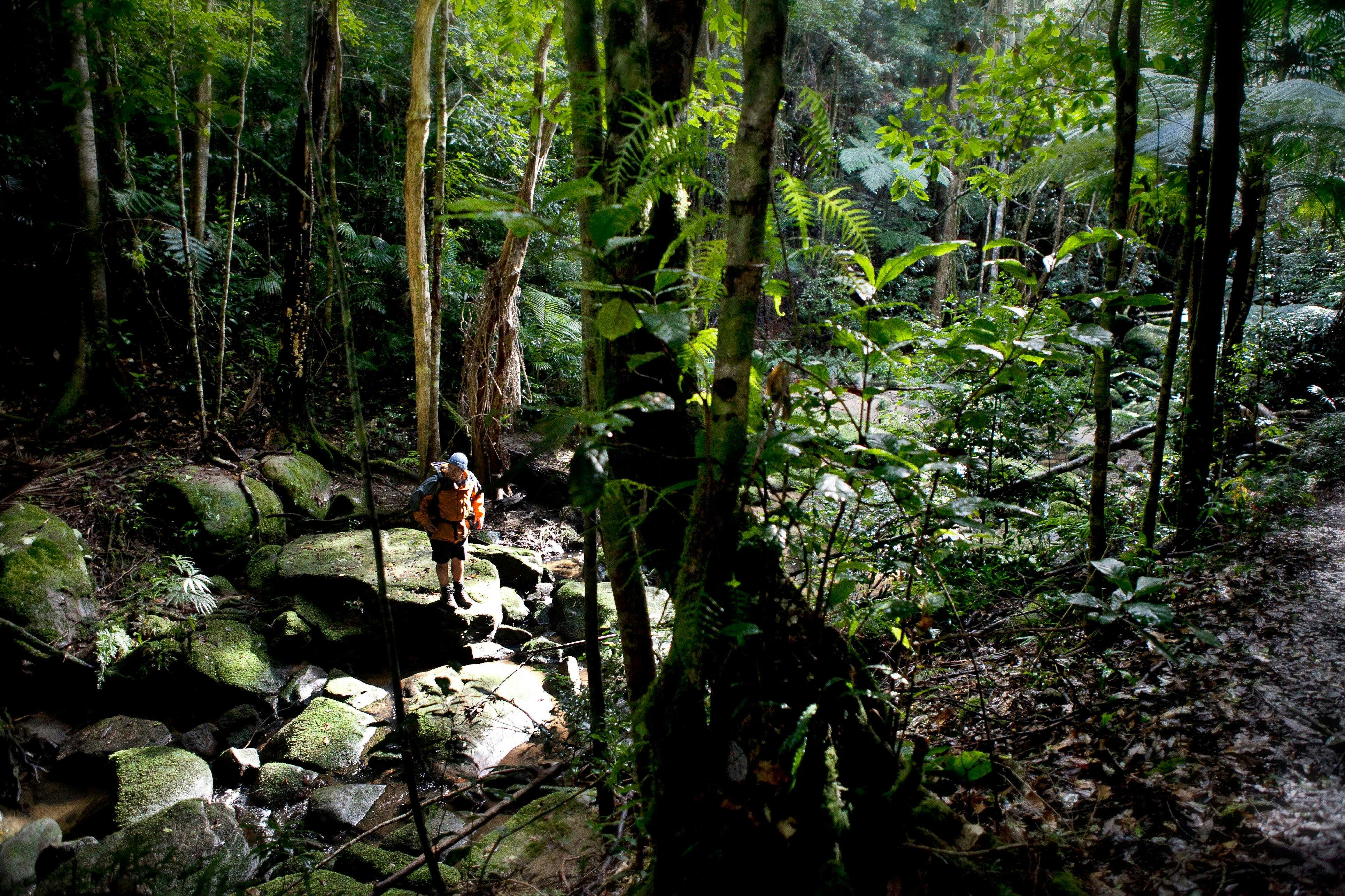 The creek line in Strickland State Forest