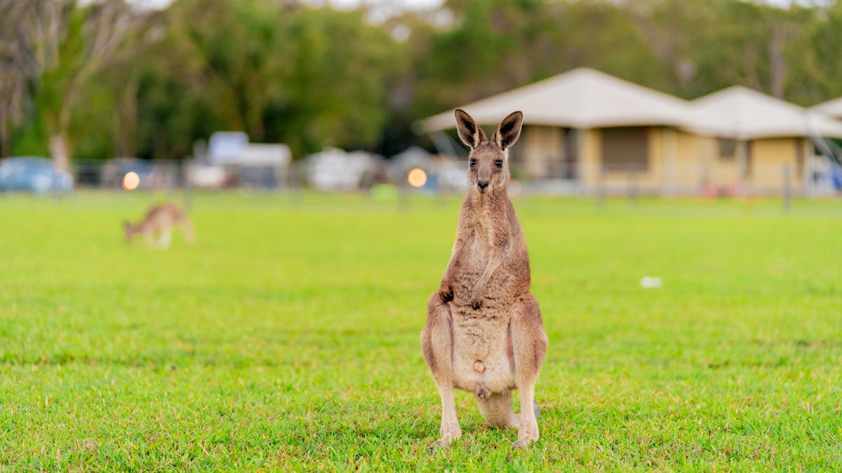 Wildlife