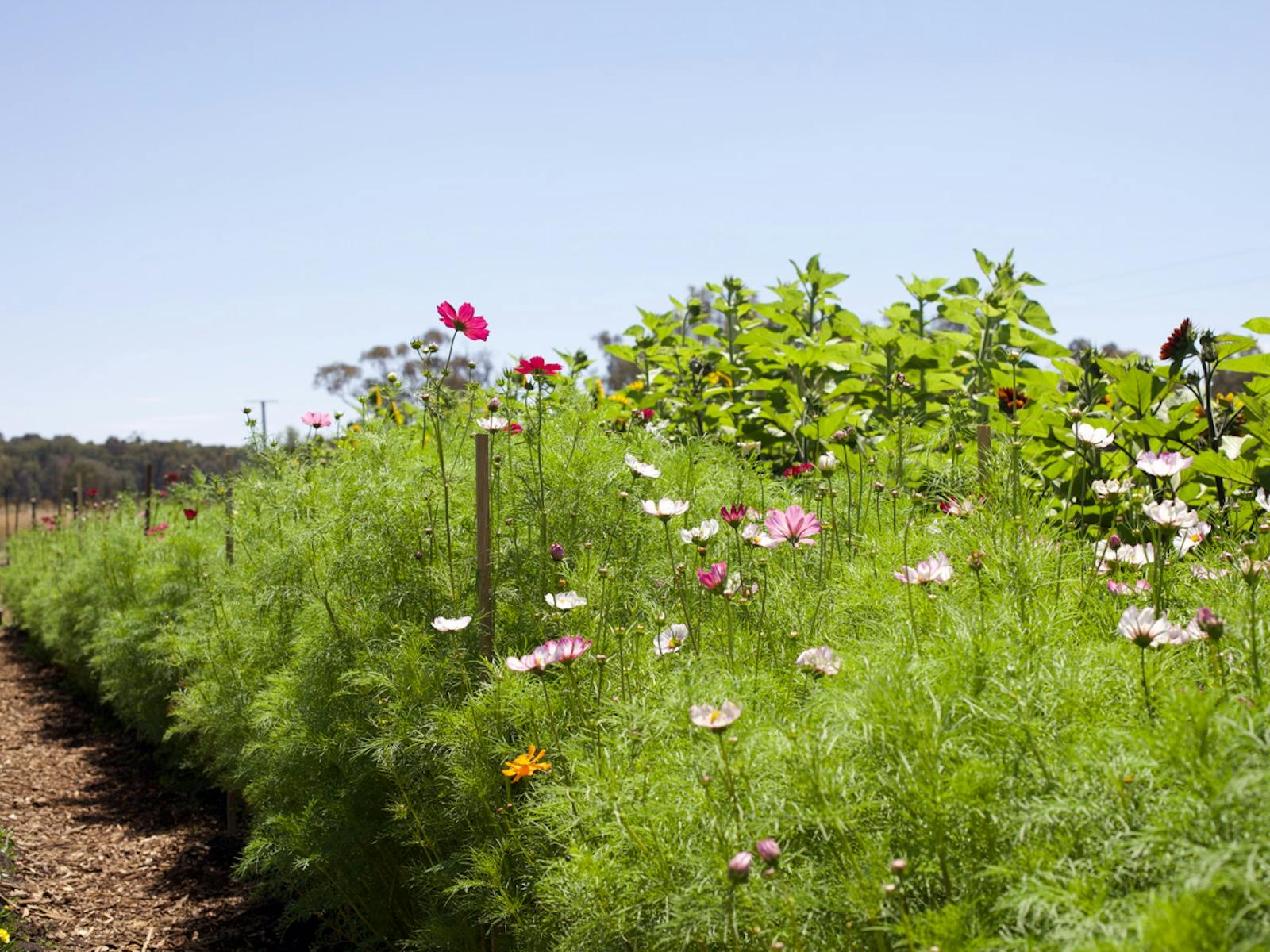 A row of white-pink flowers and lush green foliage sit in a neat row under a clear blue sky