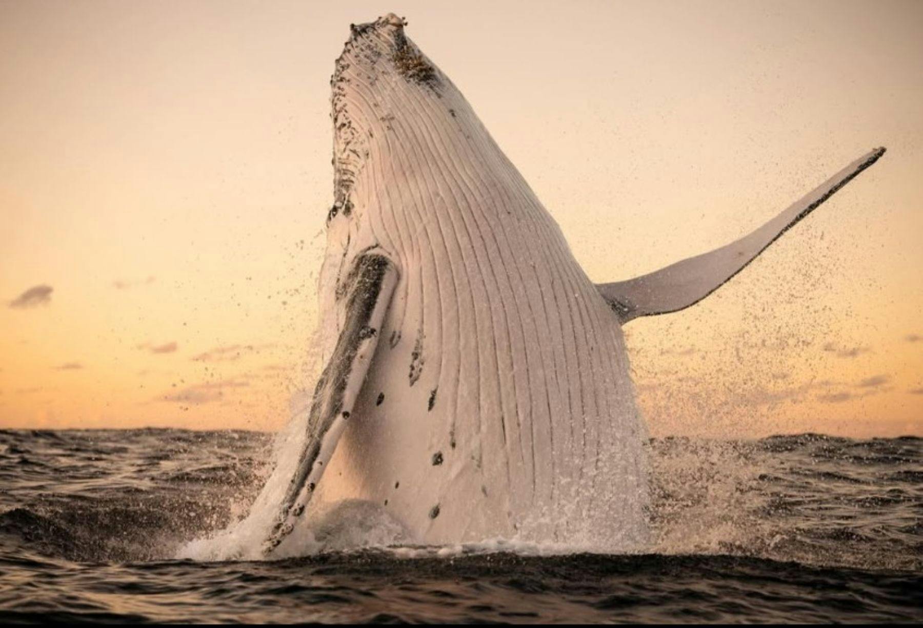 Whale breaching