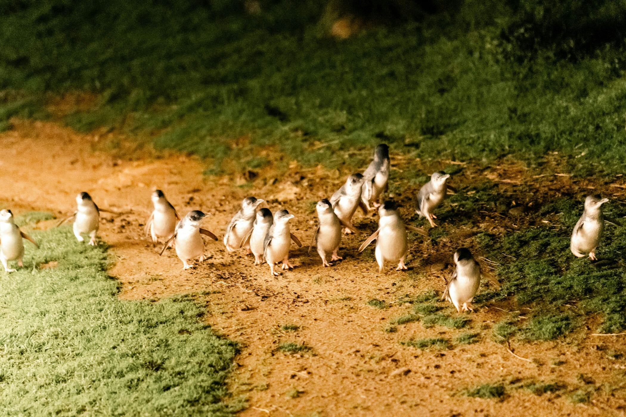 Phillip Island Penguins