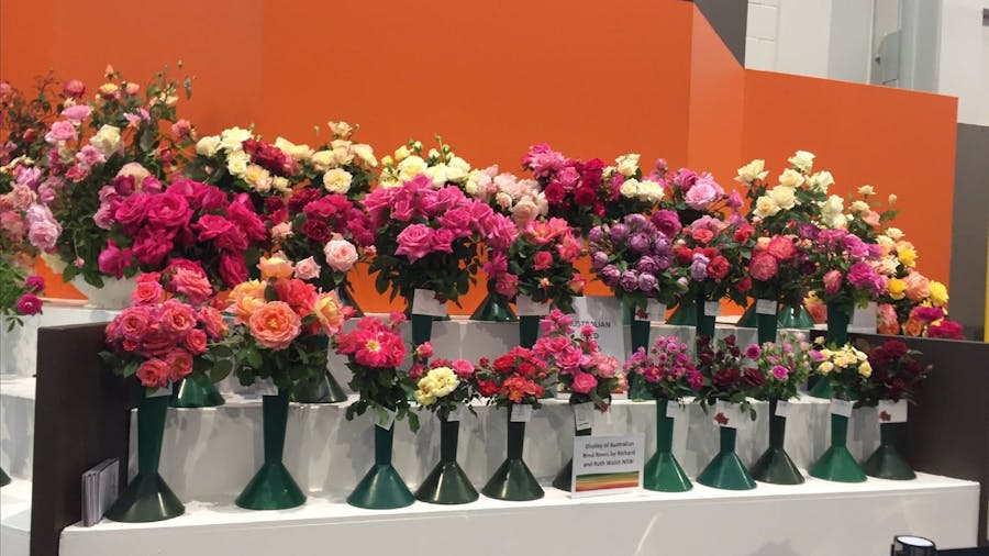 Roses on display
