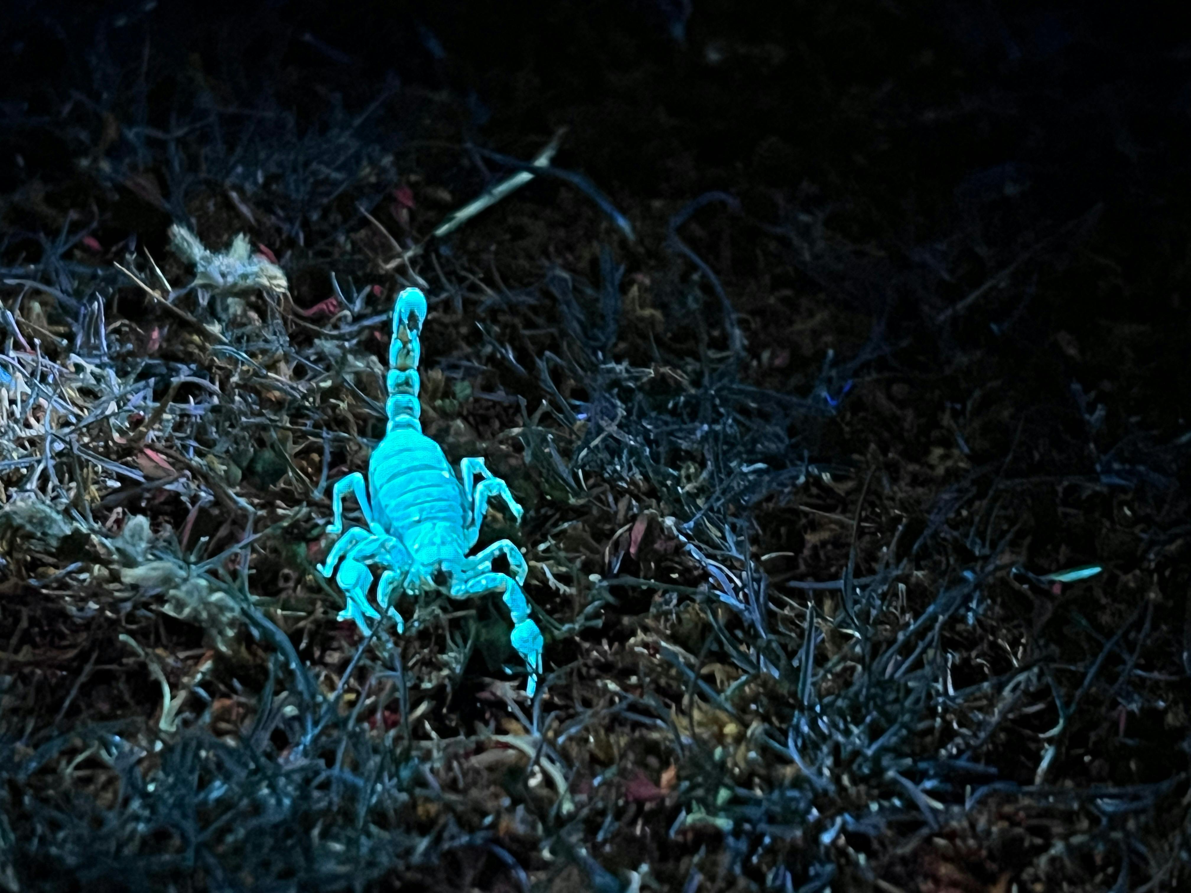 Blue-glowing insect