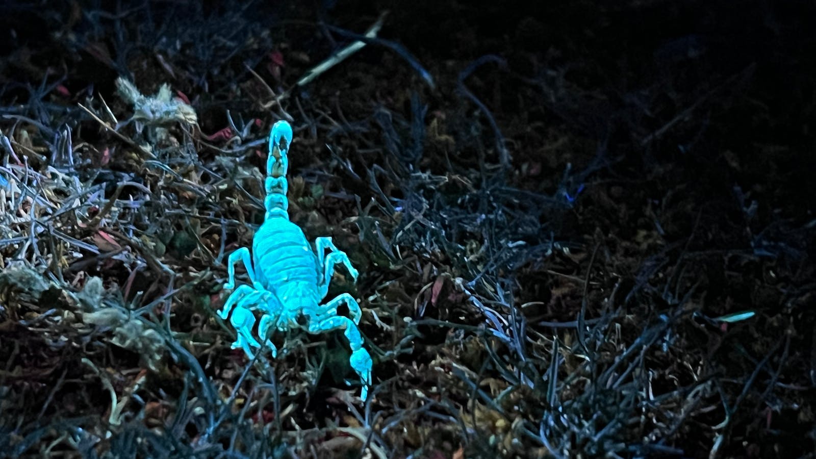 Biofluorescent scorpion