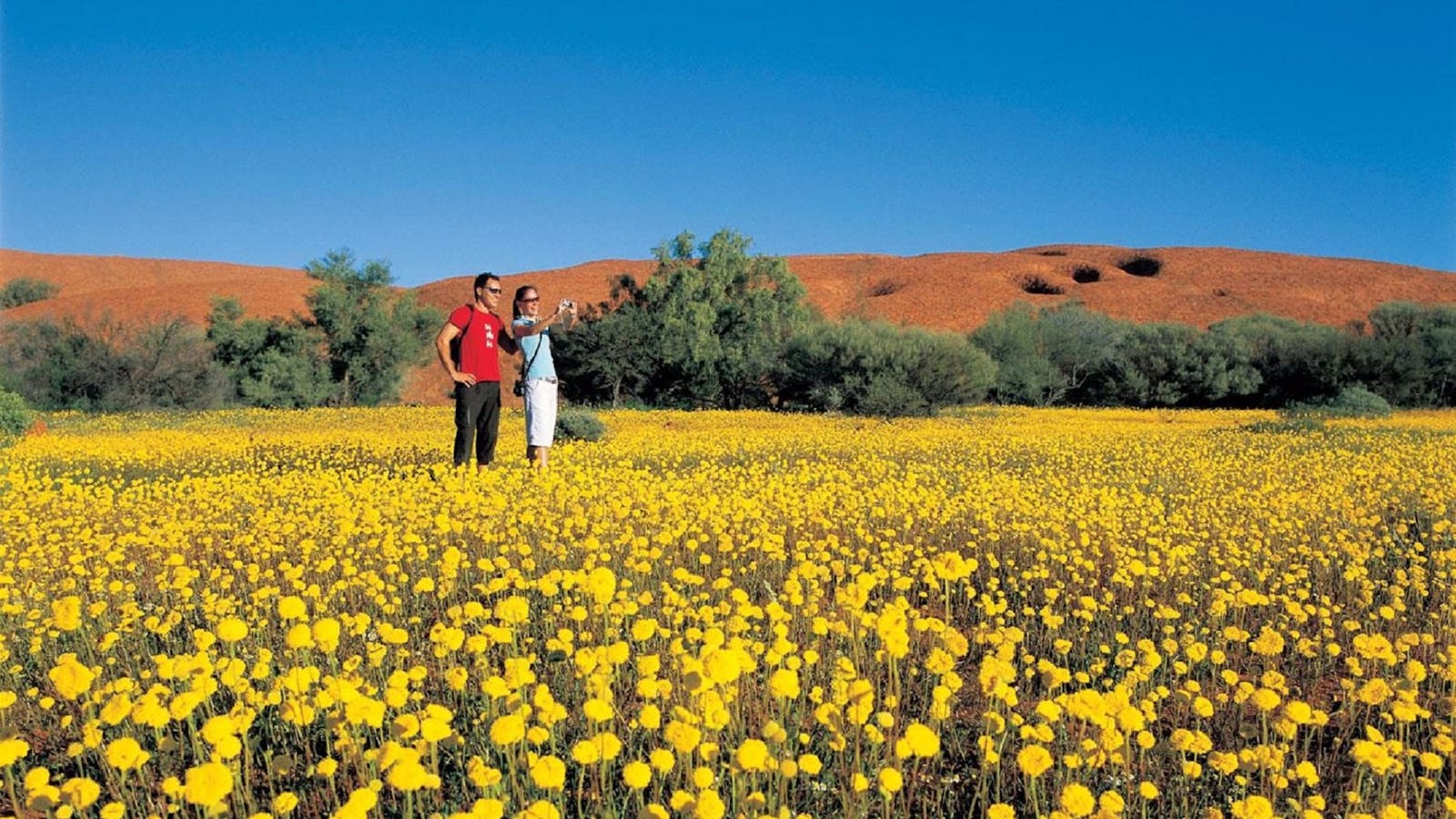 Coorow Farm Wildflower Trail