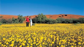 Coorow Farm Wildflower Trail, Coorow, Western Australia