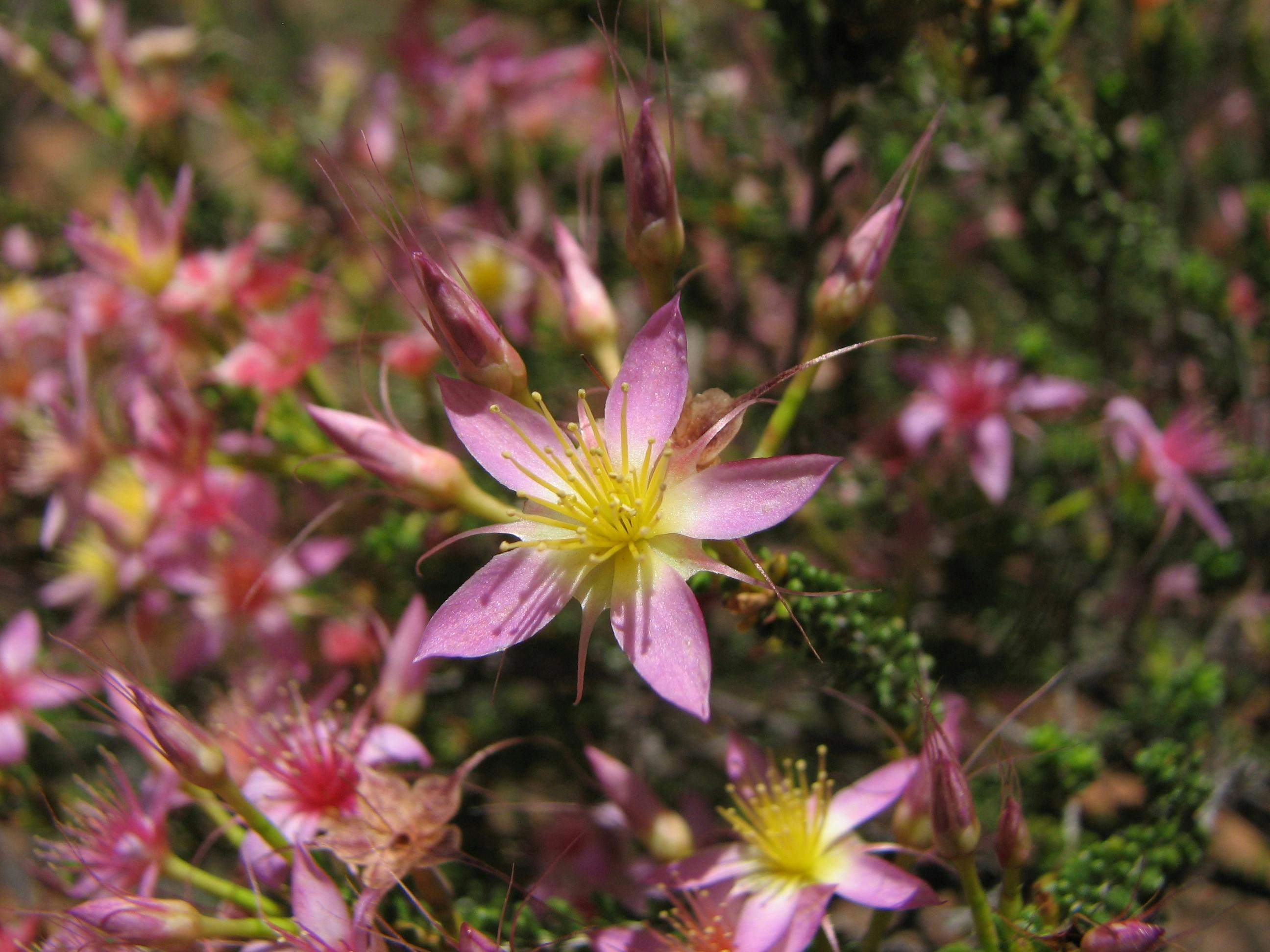 A closeup of a native flower with hints of purple, white and yellow