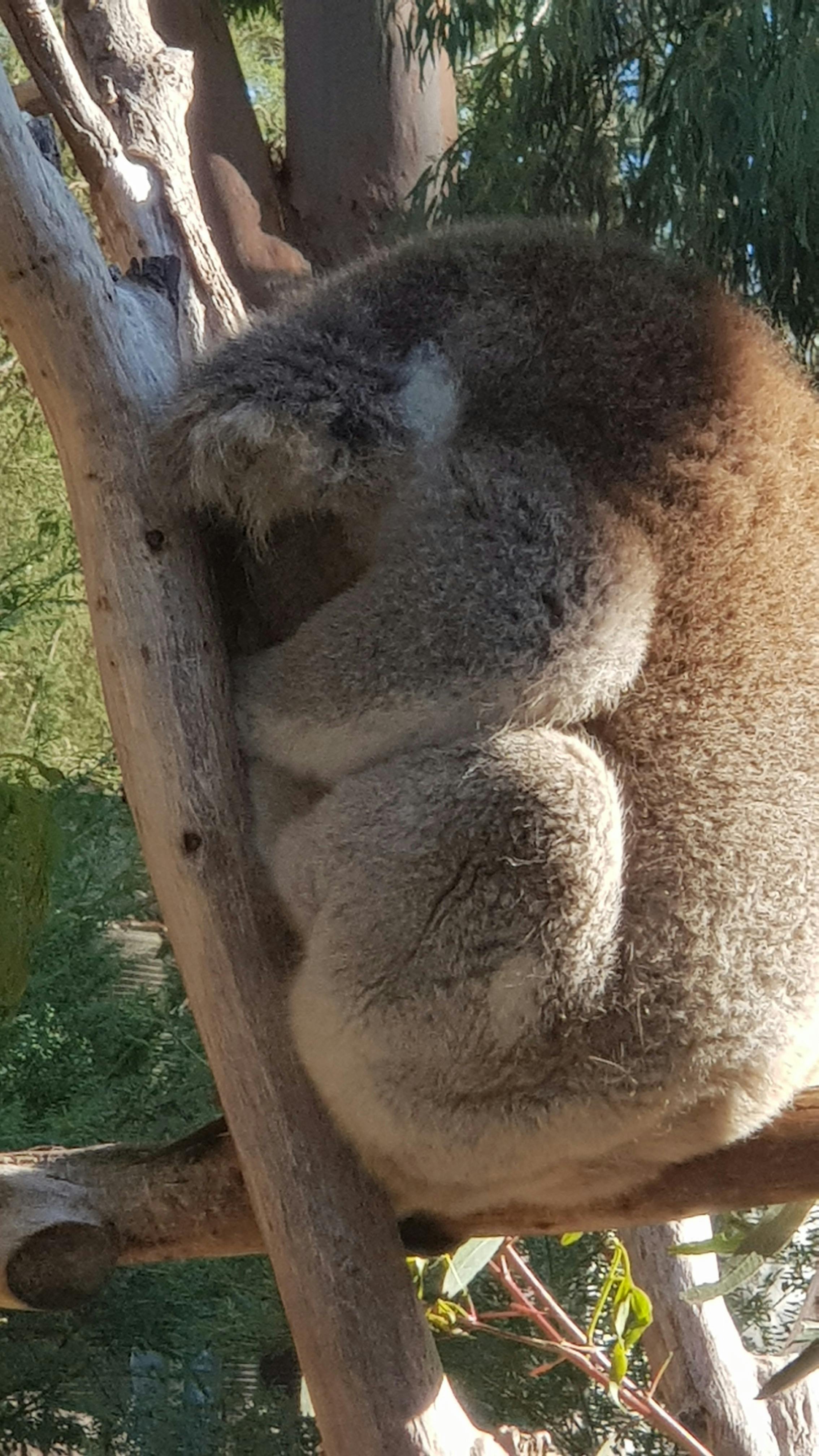 Healesville Wildlife Sanctuary