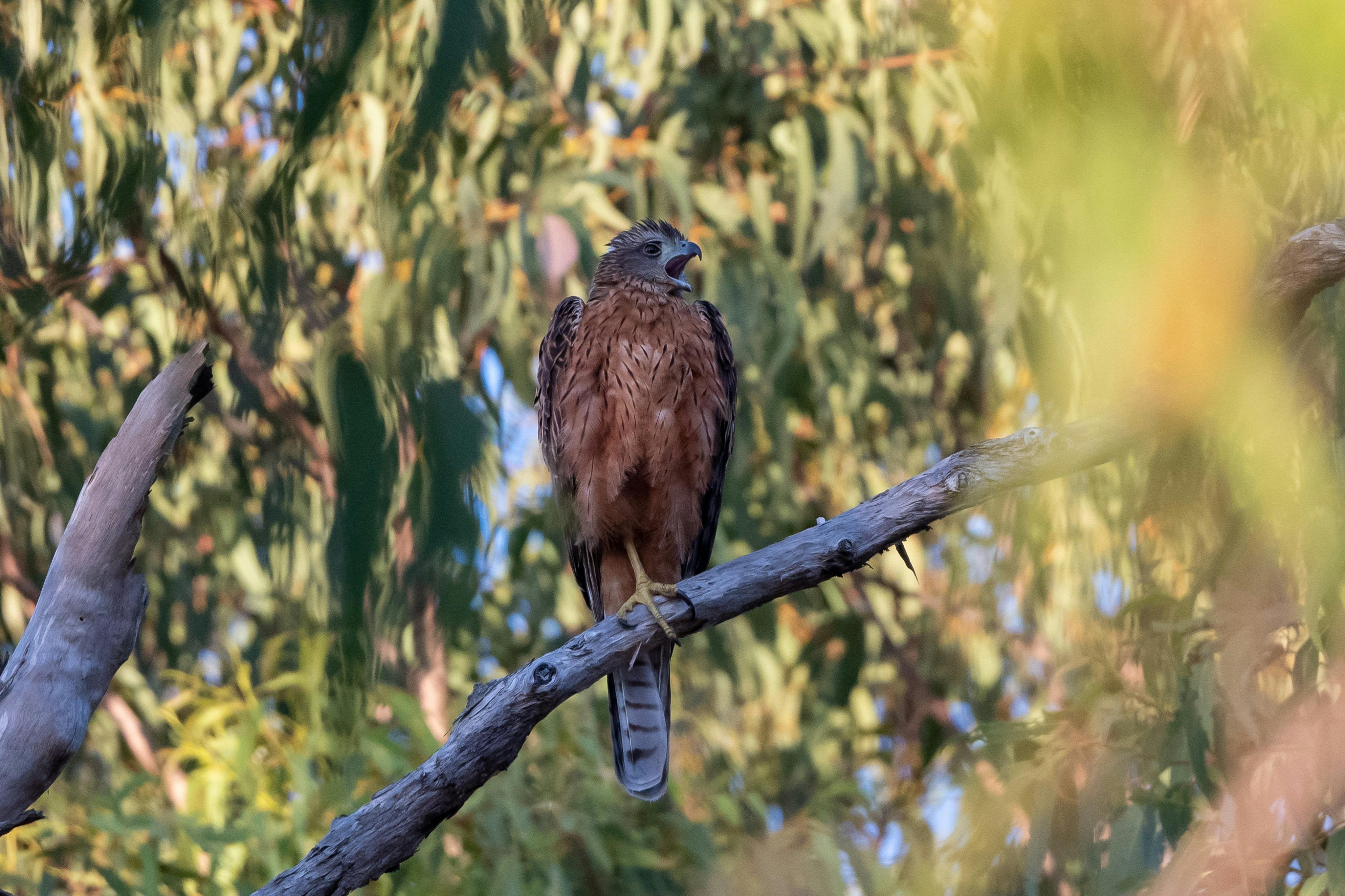 Red Goshawk (Erythrotriorchis radiatus)