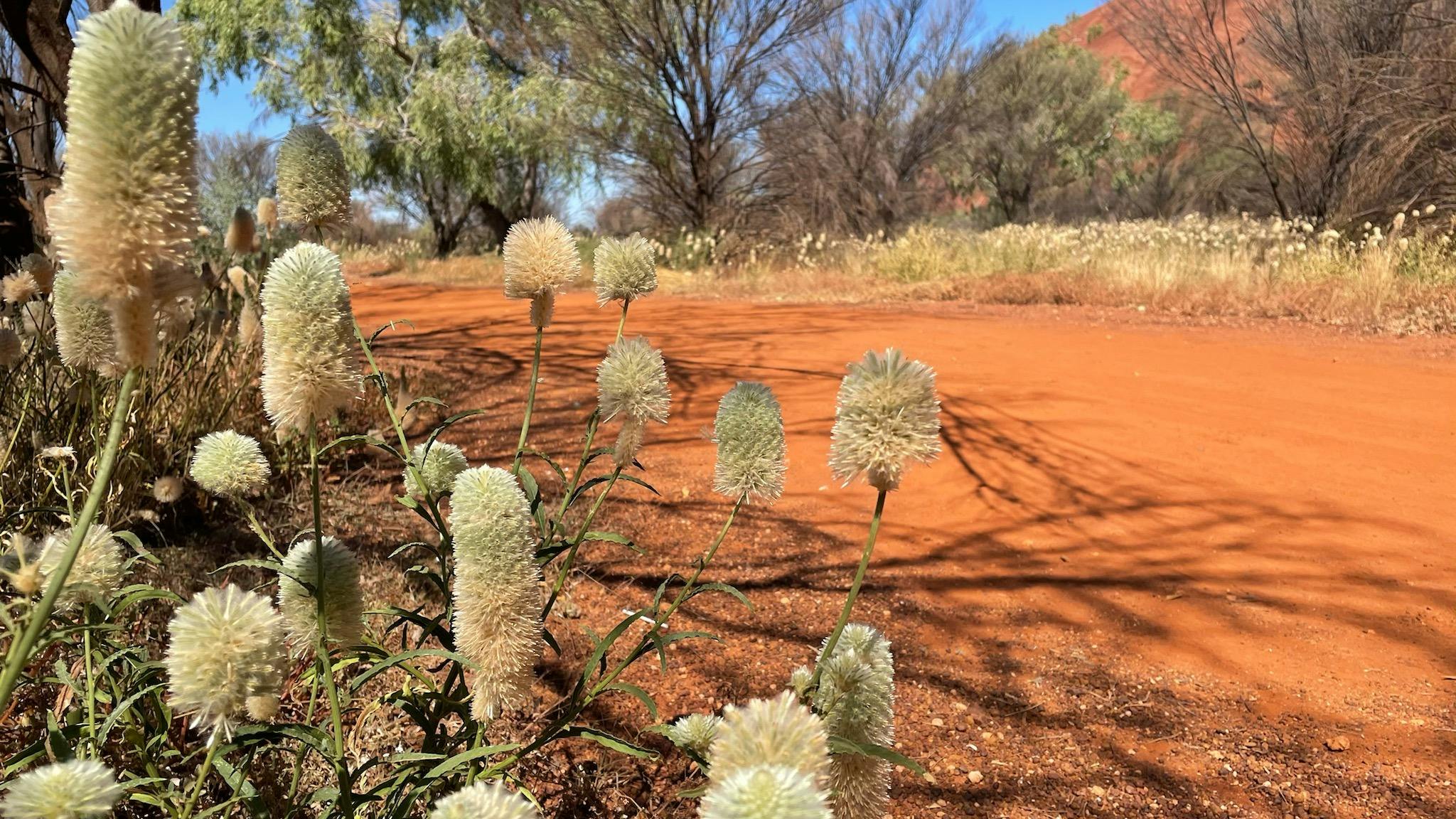 Uluru Base Walk in Petermann - The Fold: Your Guide to Everything ...