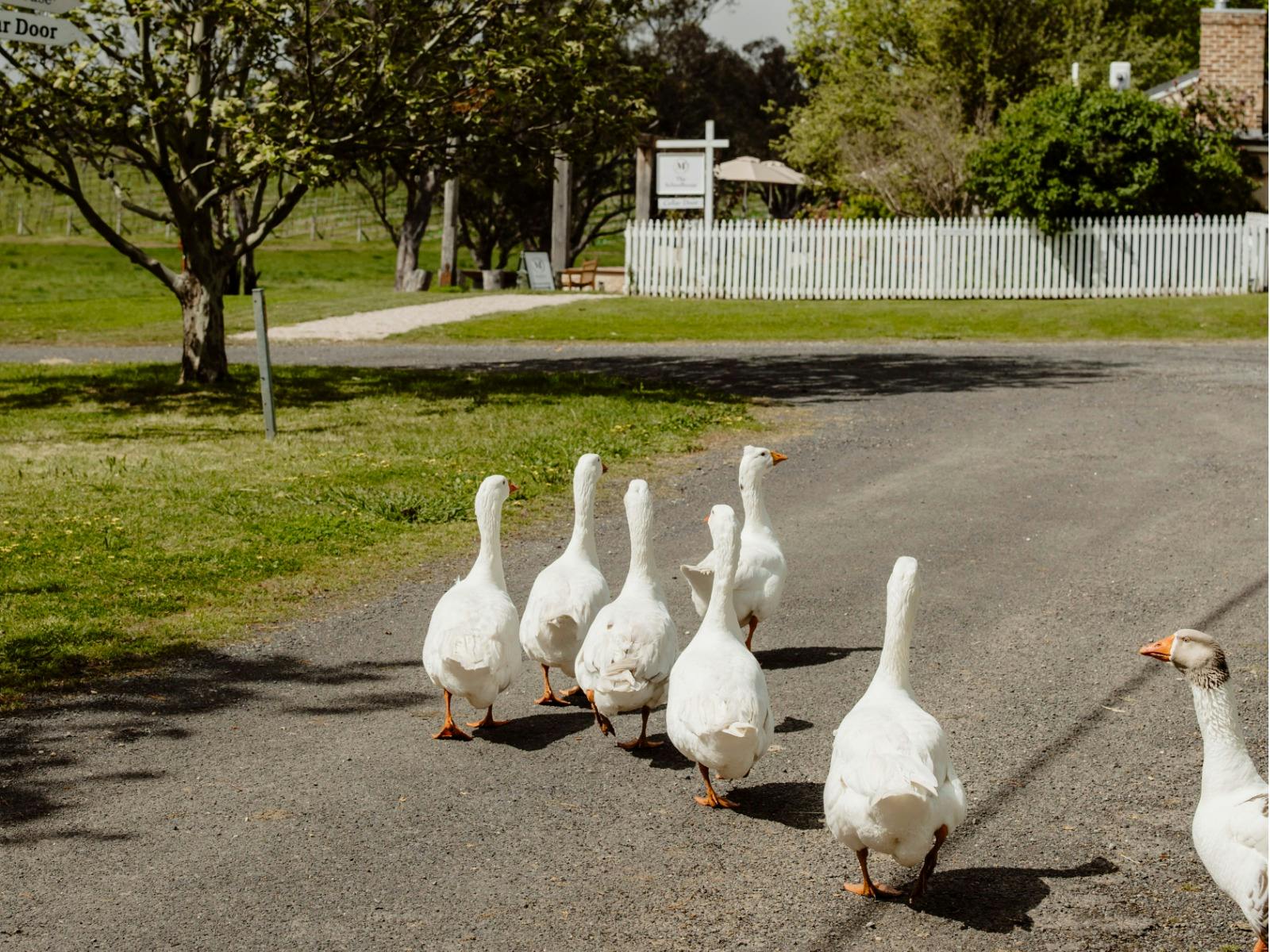 Farm Animals at Mayfield Vineyard