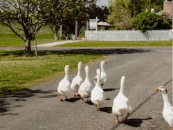 Farm Animals at Mayfield Vineyard