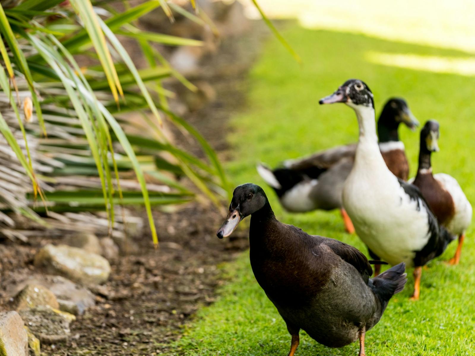 Ducks on green grass
