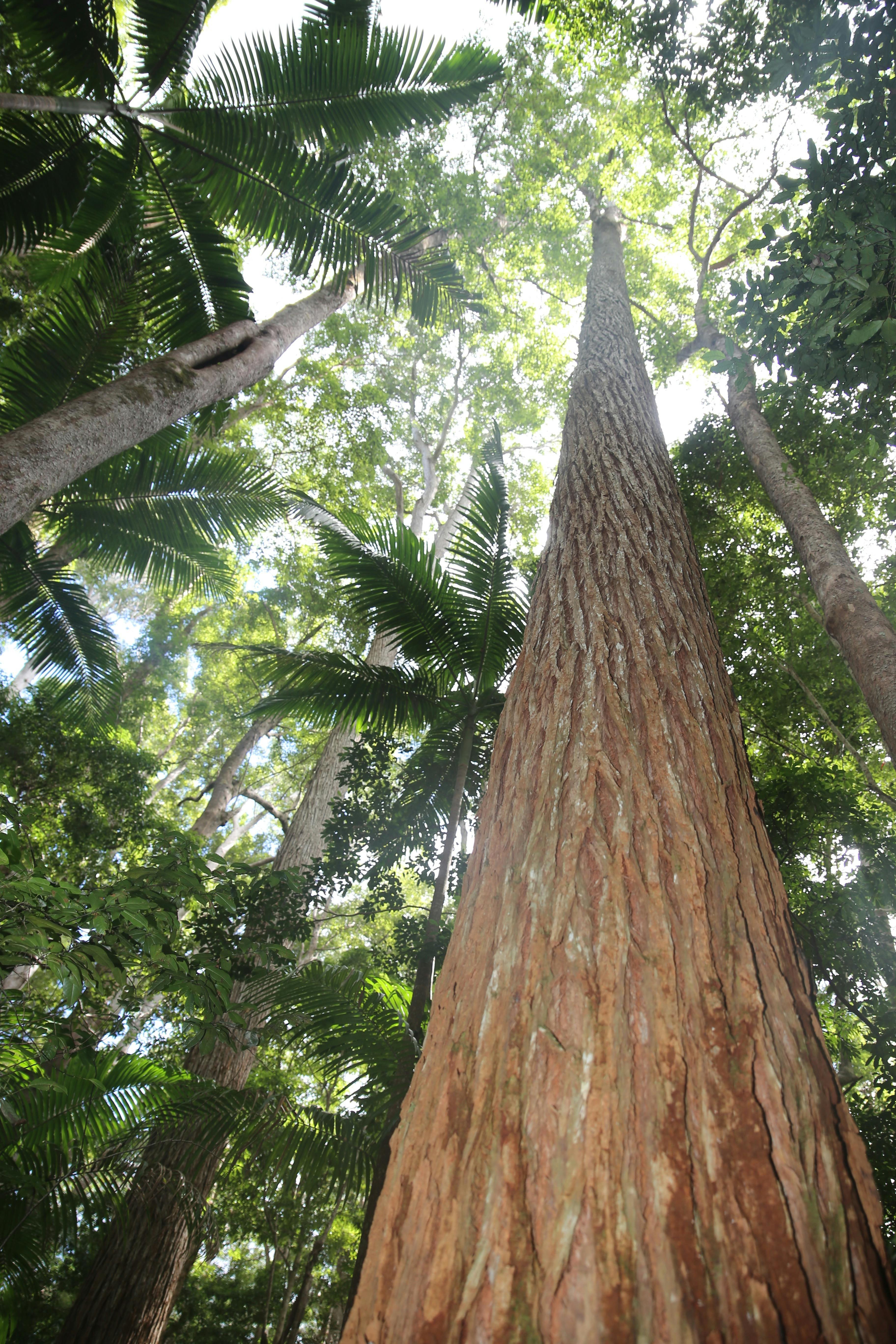 Photo looking up into very tall tree tops at Pile Valley Fraser Island
