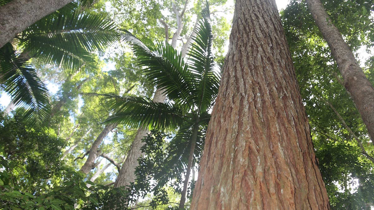 Photo looking up into very tall tree tops at Pile Valley Fraser Island