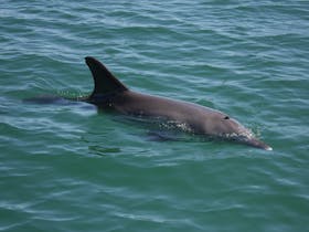 Dolphins, Koombana Bay, Western Australia