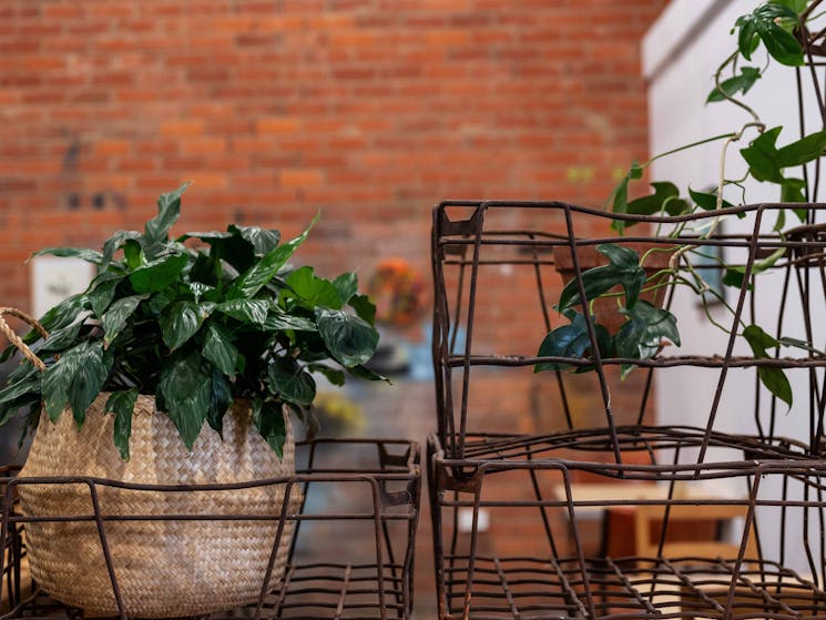 Plants and Beer crates