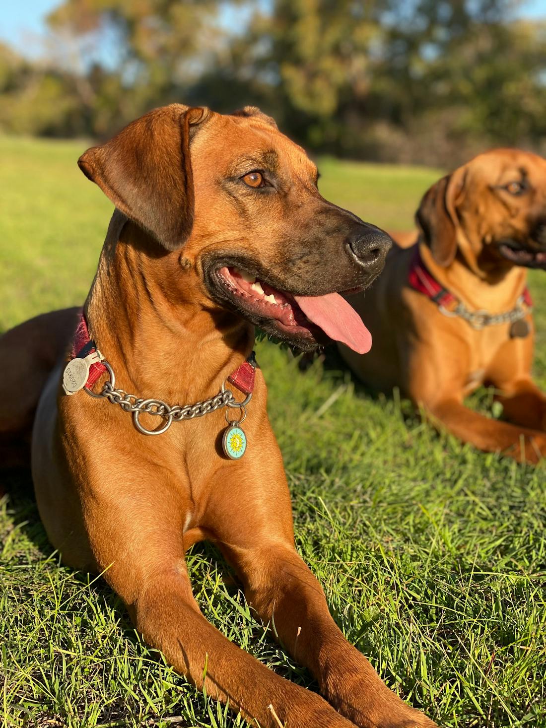 Sandy Grove Dog Boarding Kennels Sandy Grove, General Services