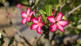 Flowers blooming in Botanical Gardens
