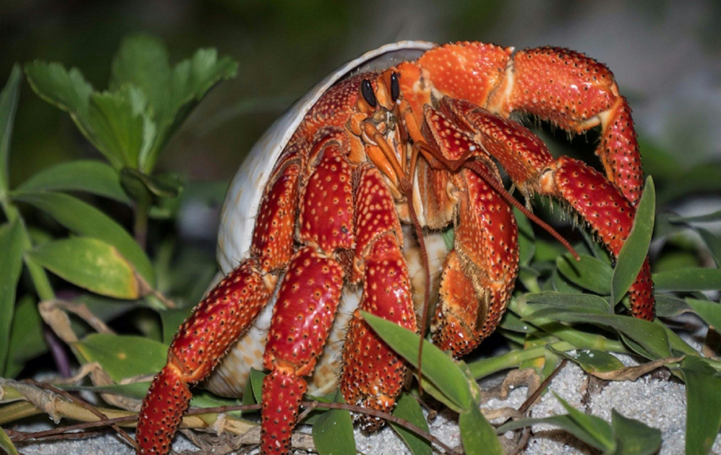 Marine Life on Lady Musgrave Island