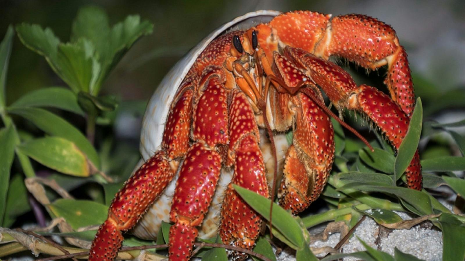Marine Life on Lady Musgrave Island