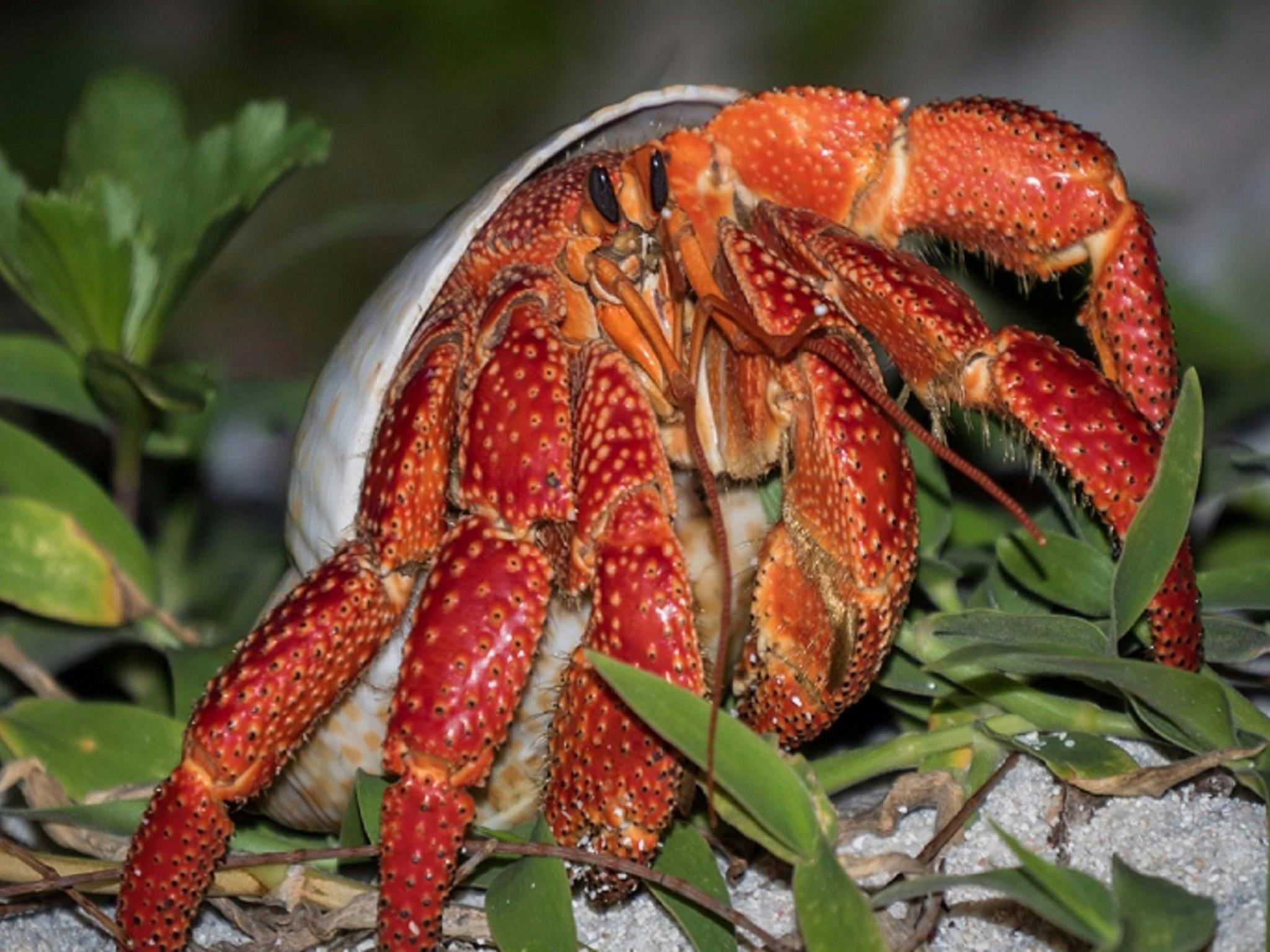 Marine Life on Lady Musgrave Island