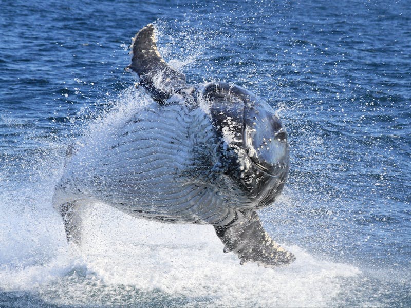 Go Whale Watching | Sydney, Australia - Official Travel & Accommodation