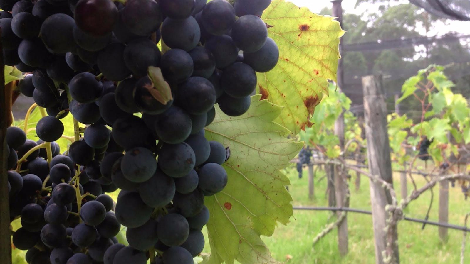 Lyrebird Ridge Organic Winery and Retreat