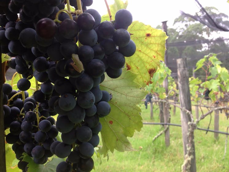 Lyrebird Ridge Organic Winery - Chambourcin