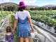 A mother and her girl walk through rows of strawberries with buckets for picking
