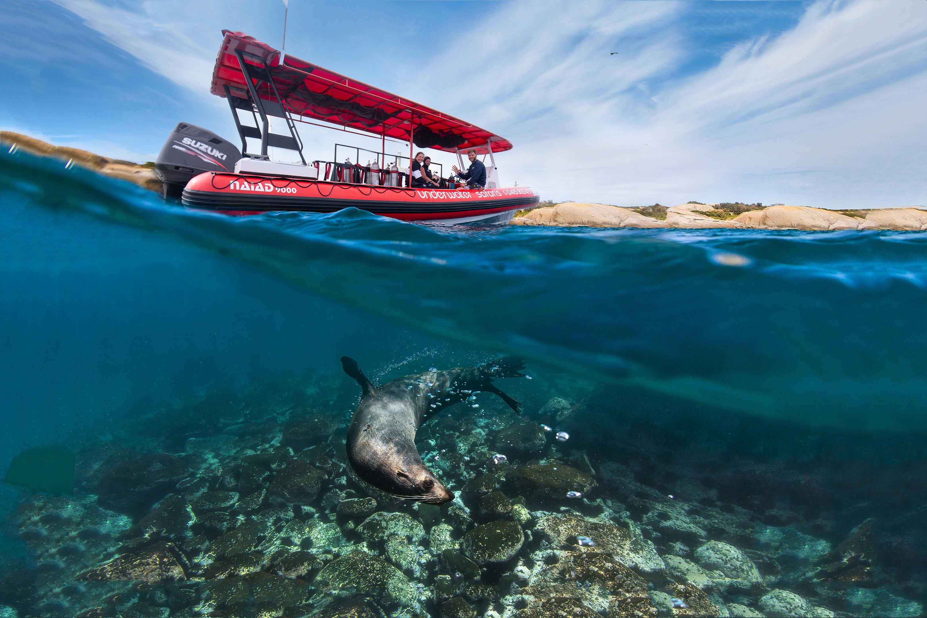 Underwater Safaris