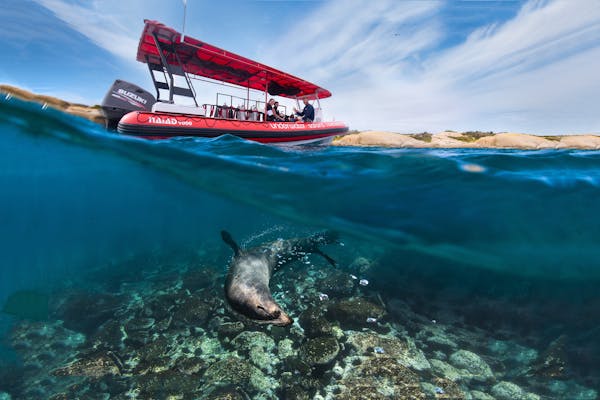 Underwater Safaris