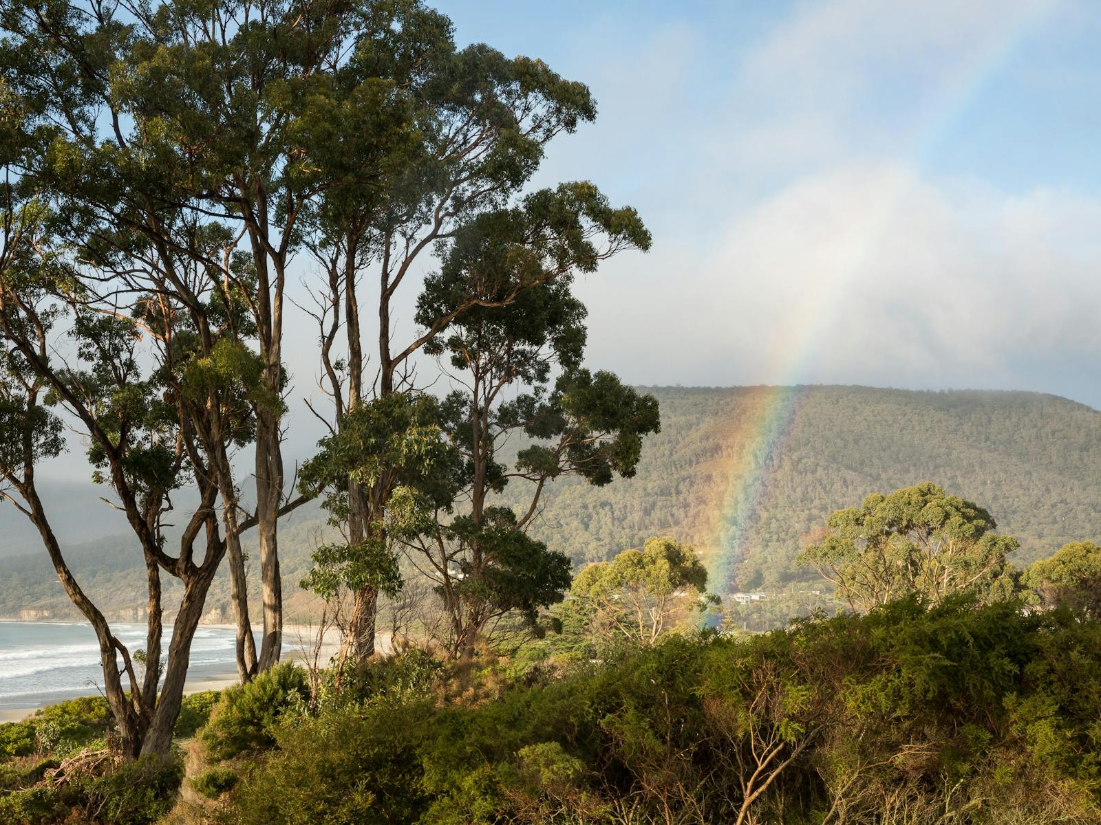 Rainbow sprouts from the ocean glowing behind trees
