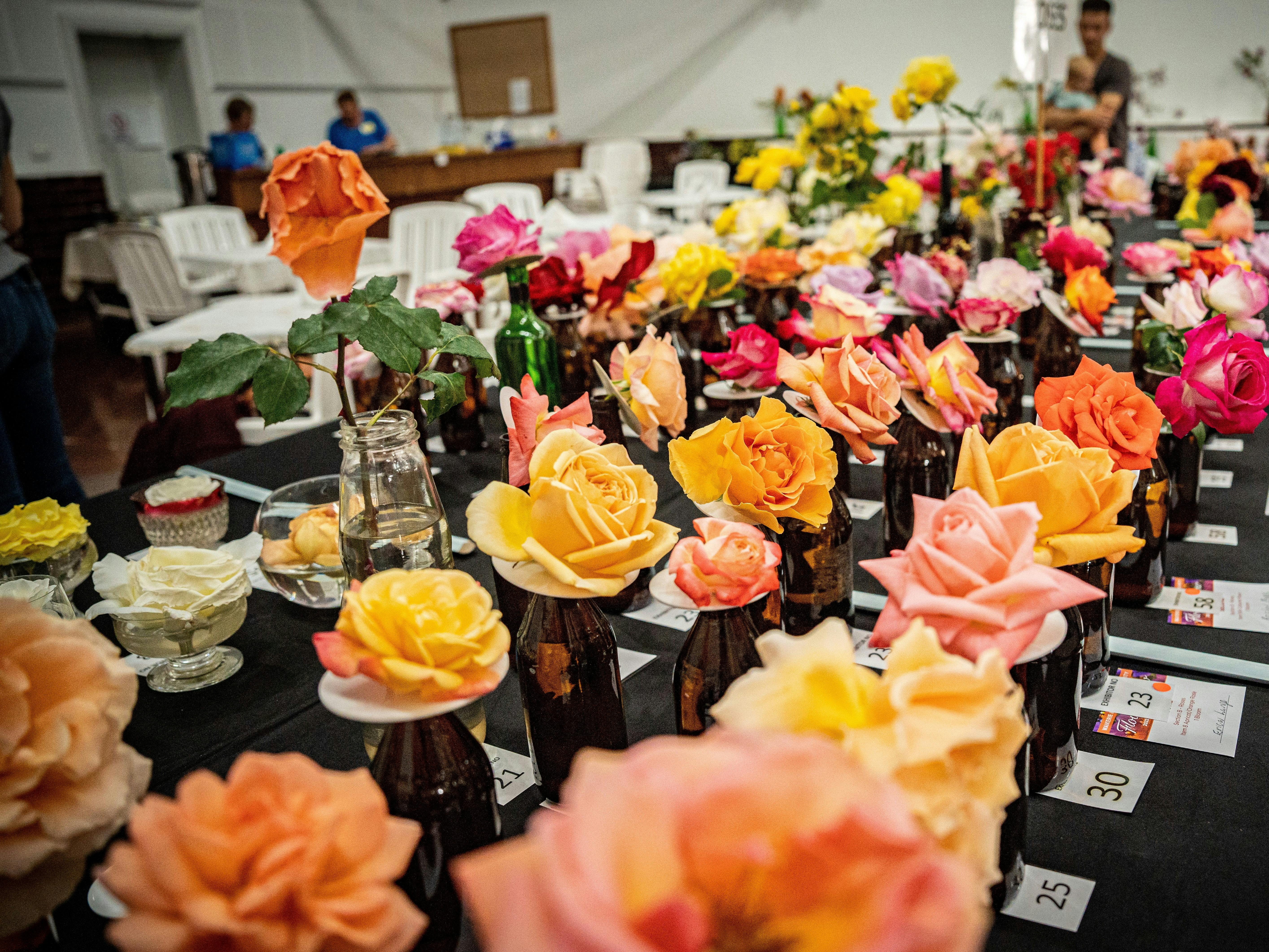 Rows of orange, pink, yellow and cream roses displayed in individual bottles for judging.