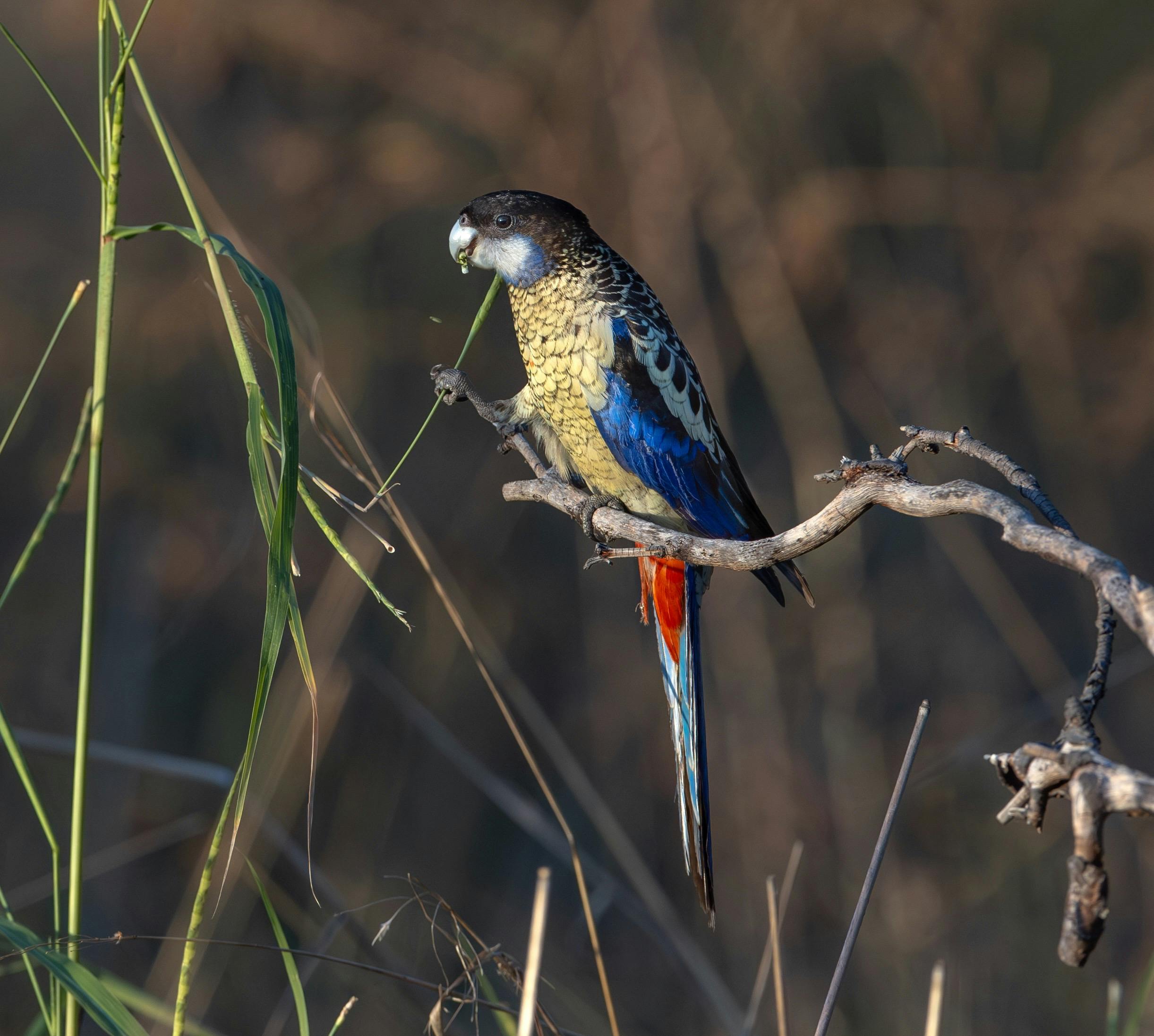 Northern Rosella, Platycercus venustus, at East Point, Darwin, Northern Territory