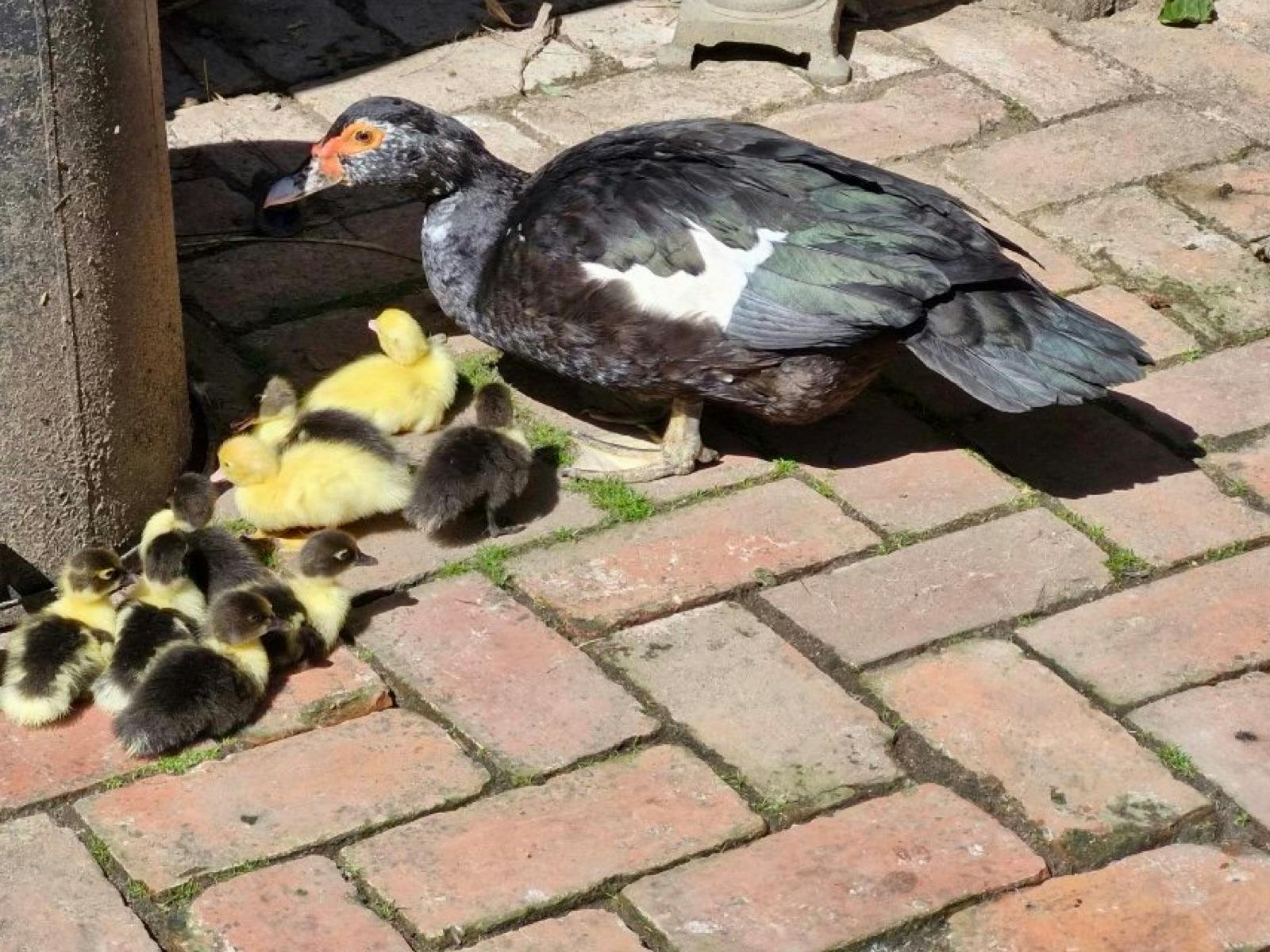 Beautiful animals welcome Whitefeather Red!