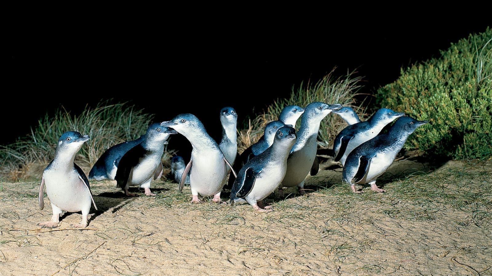 Penguin Parade Phillip Island Private Tour
