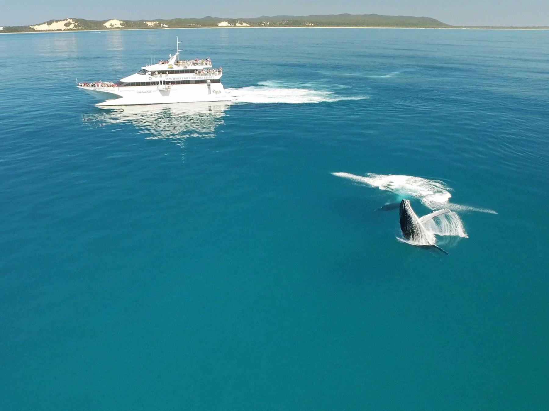 Tangalooma Whale Watch Cruises