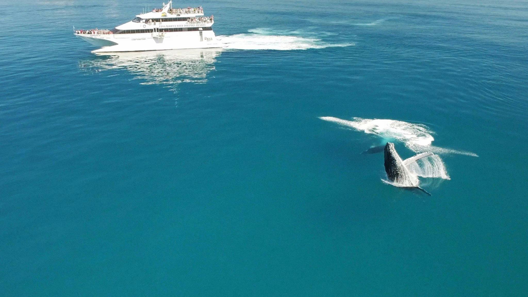 Tangalooma Whale Watch Cruises Tangalooma Whale Watch Cruises