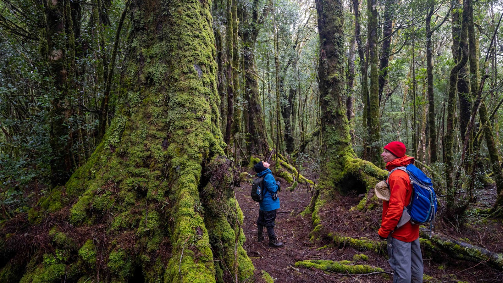 Ancient Forests